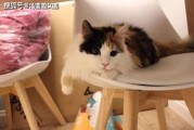 娱乐吃瓜酱三花猫,娱乐吃瓜酱的趣味生活揭秘